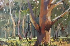 27 Scribbly Gums Here and There Exhib Julie Simmons